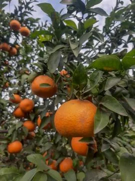Fresh oranges hang on tree Stock Photos