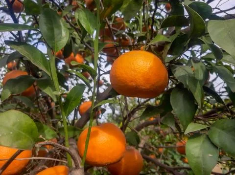Fresh oranges hang on tree Stock Photos