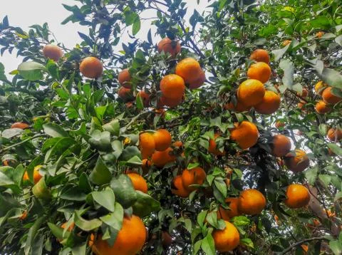 Fresh oranges hang on tree Stock Photos