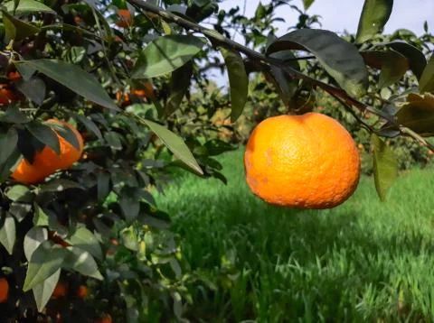 Fresh oranges hang on tree Stock Photos