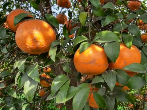 Fresh oranges hang on tree Stock Photos