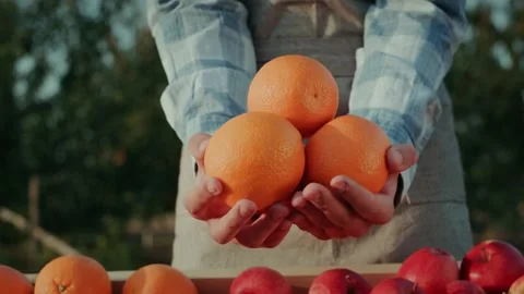 Fresh oranges held in hands by farmer over wooden crate with harvested autu.. Stockbeeldmateriaal 334593226