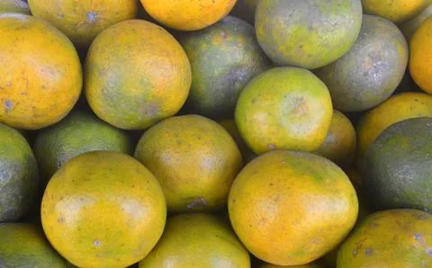 Fresh oranges in large quantities Stock Photos