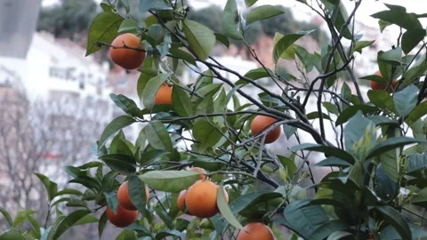 Fresh  oranges, orange tree Stock Footage 238630421