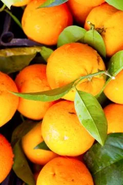 Fresh oranges Stock Photos