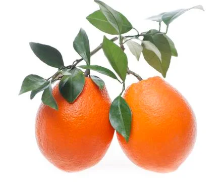Fresh oranges Stock Photos