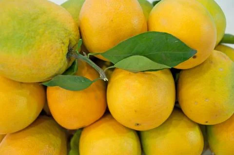 Fresh oranges Stock Photos