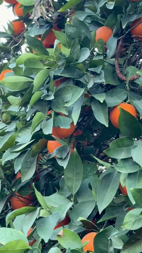 Fresh oranges ripening on a tree in an orchard Видео 334593356