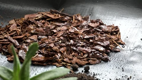 Fresh Orchid Bark Mix Prepared for Indoor Potting Project Video stock 310959861