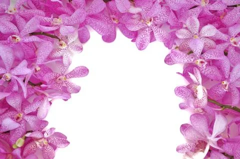 Fresh orchids set in frame for Valentines day isolated with white background. Stock Photos