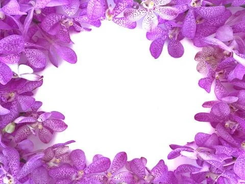 Fresh orchids set in frame for Valentines day isolated with white background. Stock Photos