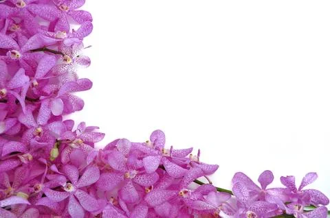 Fresh orchids set in frame for Valentines day isolated with white background. Stockfoto's