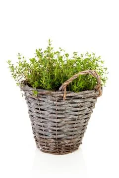 Fresh oregano herb in bucket Stock Photos