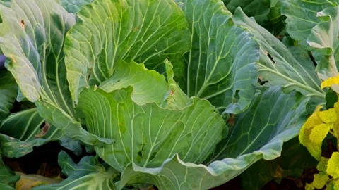 Fresh organic annual cabbage growing in an eco-garden. Vidéo 304592407