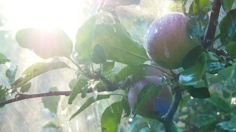 Fresh organic green apples hanging from the tree branch at the