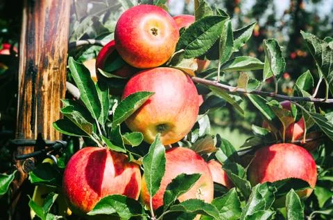 Fresh organic apples Stock Photos