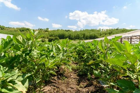 Fresh Organic Aubergine Plants On Field Stock Photos