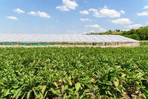 Fresh Organic Aubergine Plants On Field Stock Photos