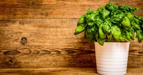 Fresh organic basil Stock Photos