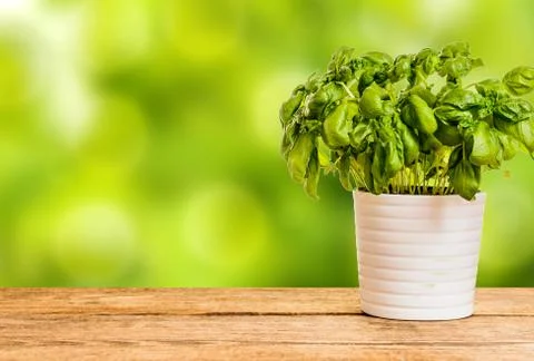 Fresh organic basil Stock Photos