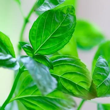 Fresh Organic Basil - Square composition Stock Photos