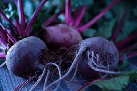 Fresh organic beet, beetroot on grey rustic wooden background. Angle view Stock Photos