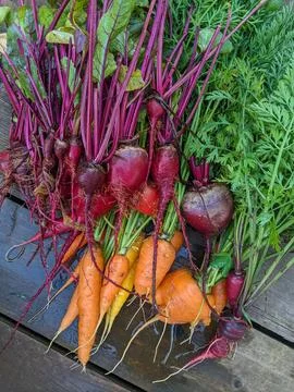 Fresh Organic Beets and Heirloom Carrots Bunched After Harvest From Garden Stock Photos