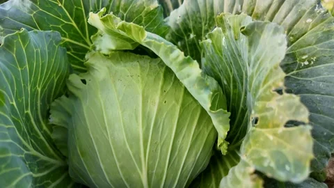 Fresh Organic Cabbage in Garden Stock Footage 305274537