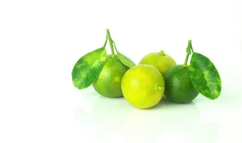 Fresh organic Calamansi lime on white background. Stock Photos