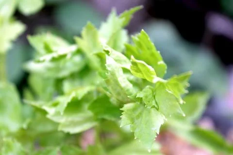 Fresh organic celery Foto stock