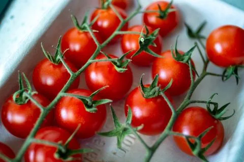 Fresh organic cherry tomatoes on the vine in biodegradable box Stock Photos