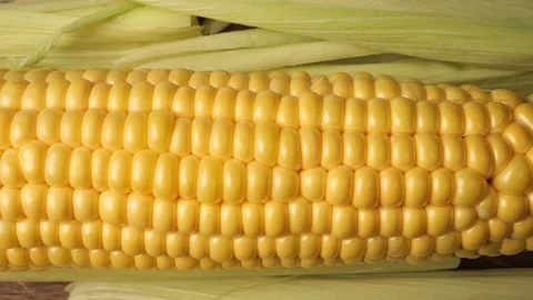 Fresh organic corn on the cob with husks Stock Footage 341822743
