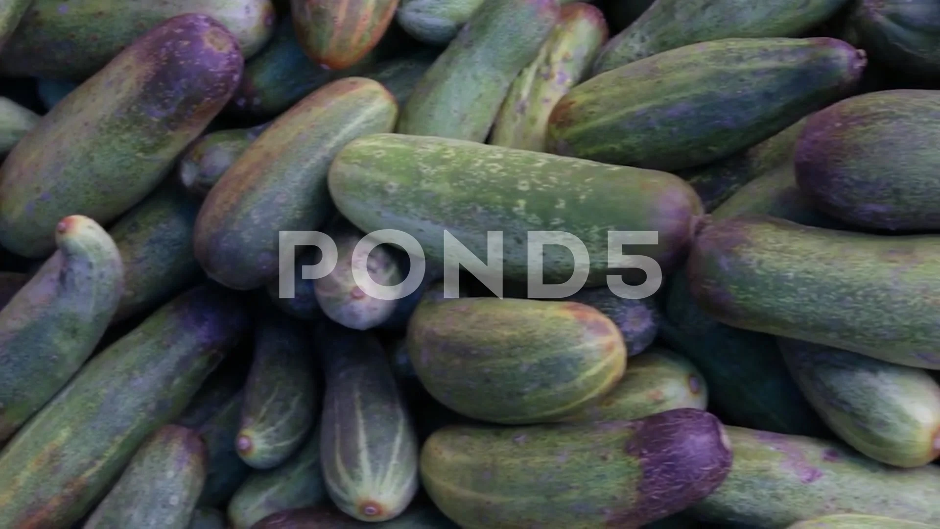 https://images.pond5.com/fresh-organic-cucumber-farm-close-footage-202152539_prevstill.jpeg