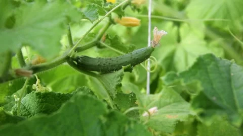Fresh organic cucumber plants in a vegetable garden Stock Footage 250797731