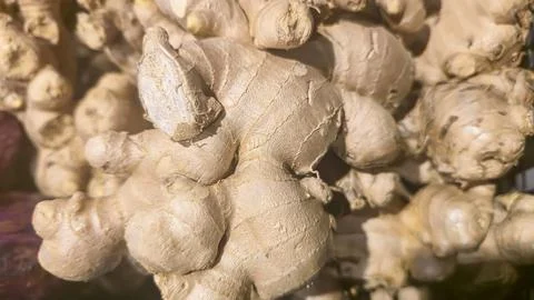 Fresh Organic Ginger Root Displayed at Farmers Market Healthy Natural Superfo Stock Photos