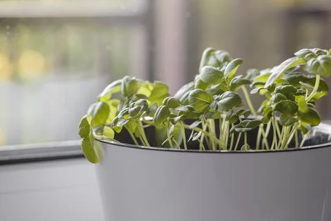 Fresh Organic Green basil plant for healthy cooking. Fresh aromatic culinary Stock Photos