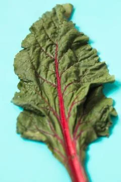 Fresh organic leaf beet, beetroot on blue background. Stock Photos