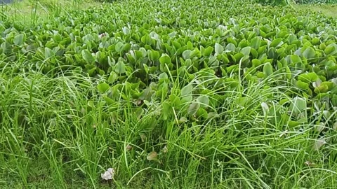 Fresh organic leafy green spinach leaves close up macro view a close Vídeo Stock 338250849