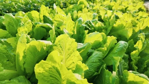 Fresh Organic Lettuce Sunlight Close Up Stock Footage 265066842