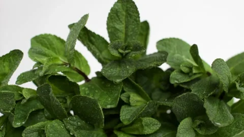 Fresh organic mint Stock Footage 115637883