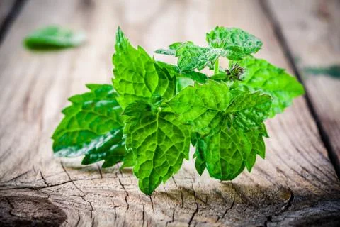 Fresh organic mint Stock Photos