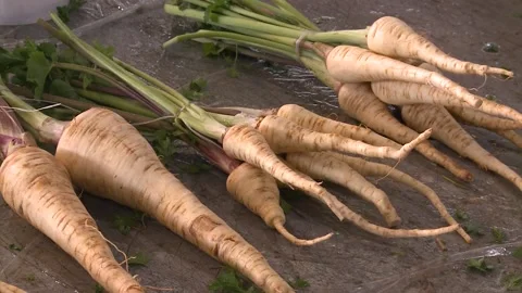 Fresh organic parsley root vegetable Video stock 160599005