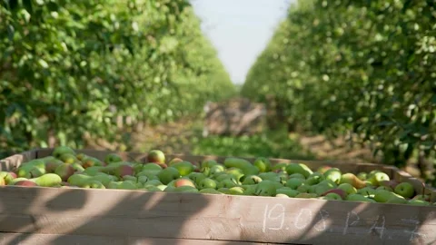 Fresh organic pears , displayed at local farmer's orchard. Concept of sustainabl Stock Footage 287988402