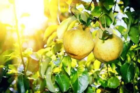 Fresh organic pears Foto stock