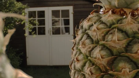 Fresh Organic Pineapple Stock Footage 109798961