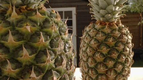 Fresh Organic Pineapple Stock Footage 109799097
