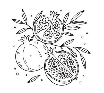 Fresh organic pomegranate fruit vector line art with sliced half showing seeds a Stock Illustration