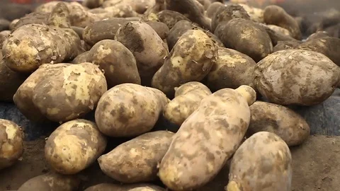 Fresh Organic Potatoes Being Processed on Conveyor Belt in Production Facility Video stock 123393555