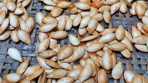 Fresh Organic Pumpkin Seeds Stock Footage 337119214