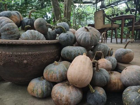Fresh Organic Pumpkins in Rustic Setting Stock Photos
